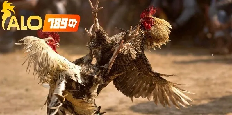 Cách Cá Cược Đá Gà Online Alo789 và sự phát triển dưới CEO Nguyễn Minh Khánh