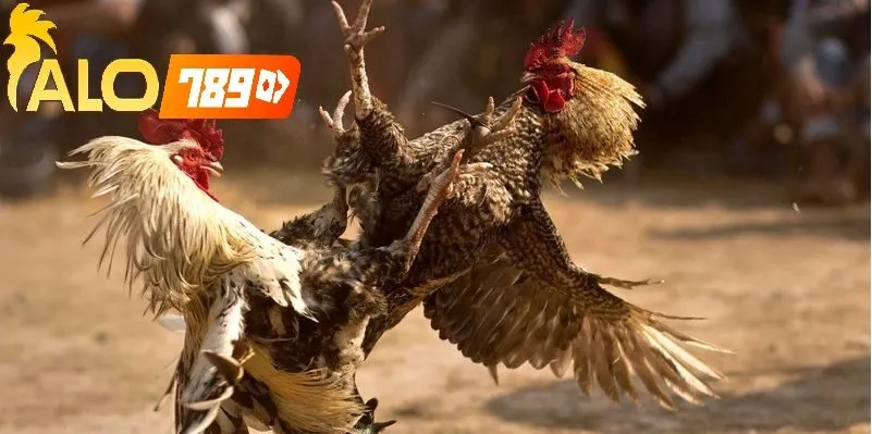 Cách Cá Cược Đá Gà Online Alo789 – Kênh Uy Tín Có Giấy Phép
