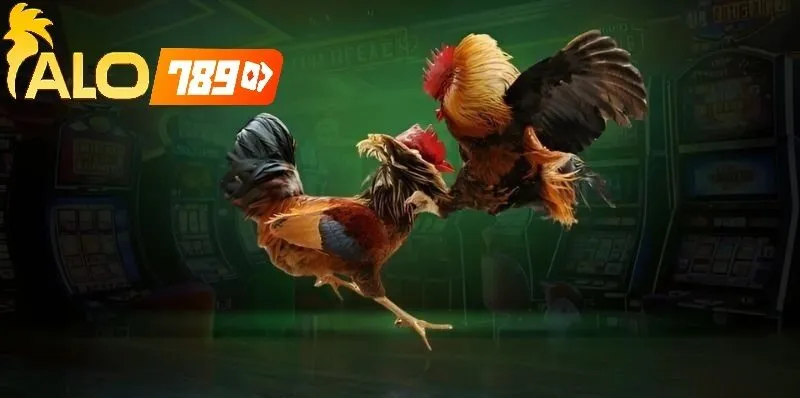 Đá gà Alo789 trực tiếp – Hình ảnh sắc nét, âm thanh sống động từ trường gà nổi tiếng