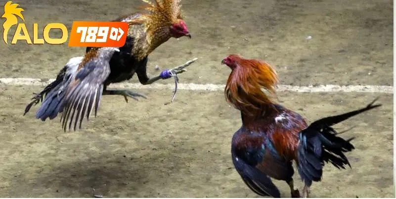 Đá Gà Cựa Tròn Alo789 – Trực Tiếp Sống Động, Kịch Tính Mọi Khoảnh Khắc